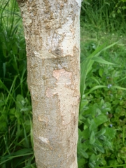 Schinus terebinthifolia terebinthifolia