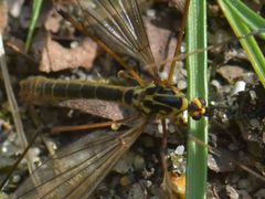 Nephrotoma appendiculata