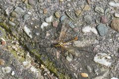 Nephrotoma appendiculata