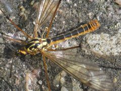 Nephrotoma appendiculata