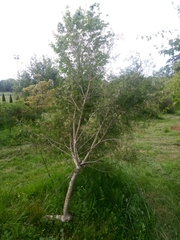 Schinus terebinthifolia terebinthifolia