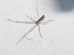 Tetragnatha praedonia