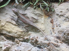 Tropidurus melanopleurus