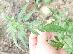 Torilis arvensis