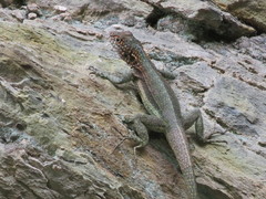 Tropidurus melanopleurus