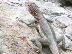 Tropidurus melanopleurus