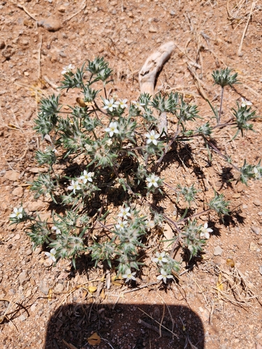 Image of Eriastrum diffusum by no rights reserved