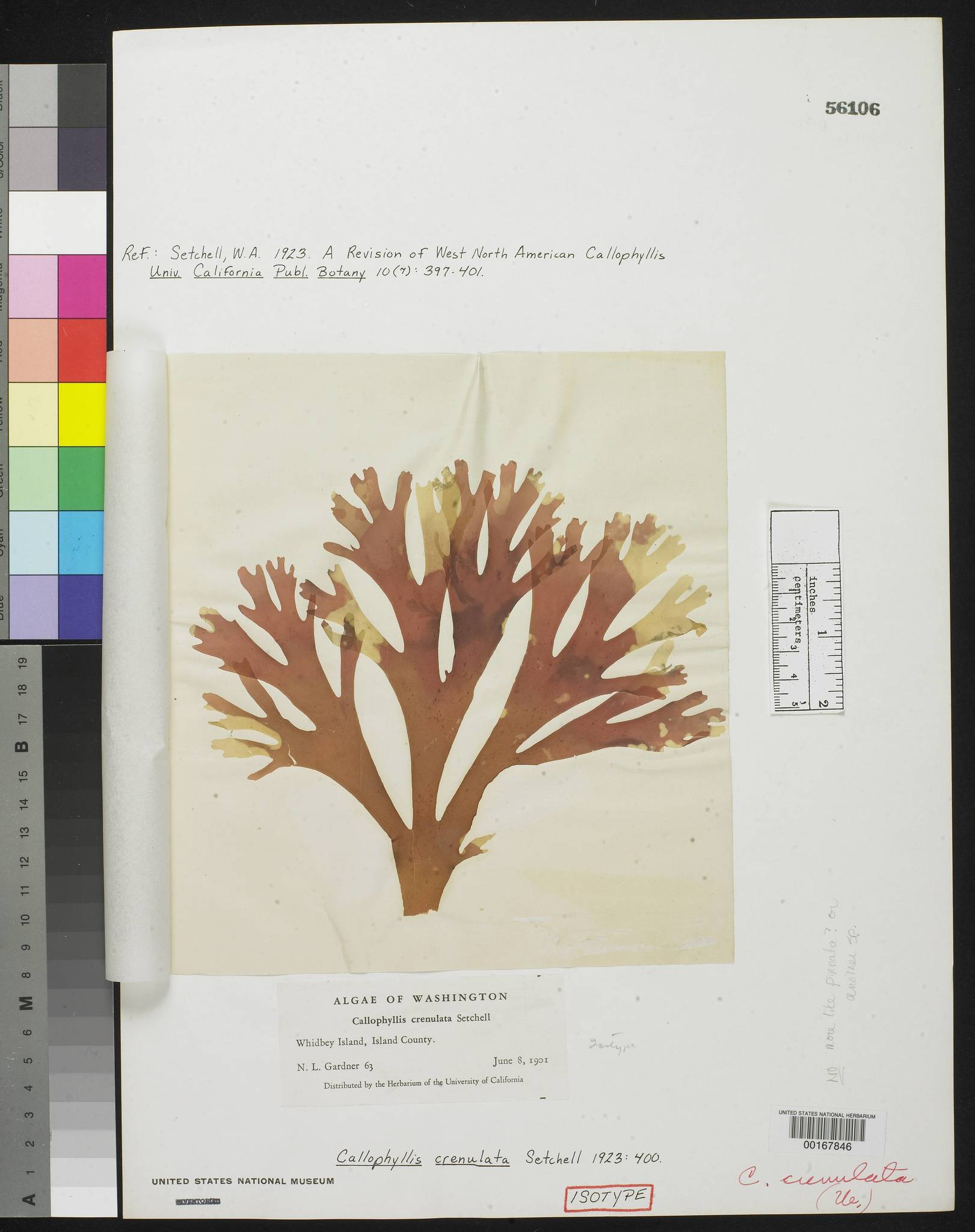 Callophyllis crenulata