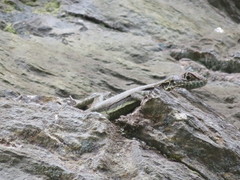 Tropidurus melanopleurus