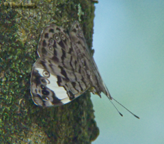 Ectima thecla thecla