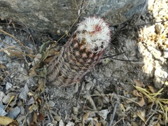 Echinocereus armatus