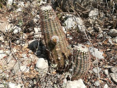 Echinocereus armatus