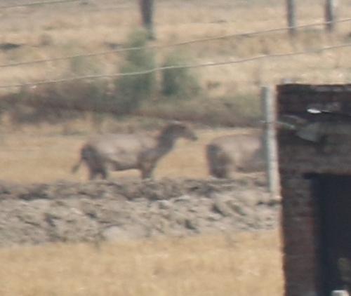Nilgai