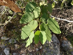 Bauhinia macranthera