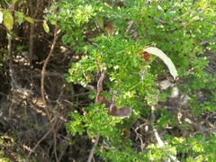 Painteria elachistophylla