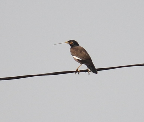 Common Myna
