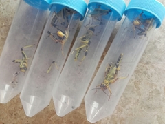 Schistocerca gregaria