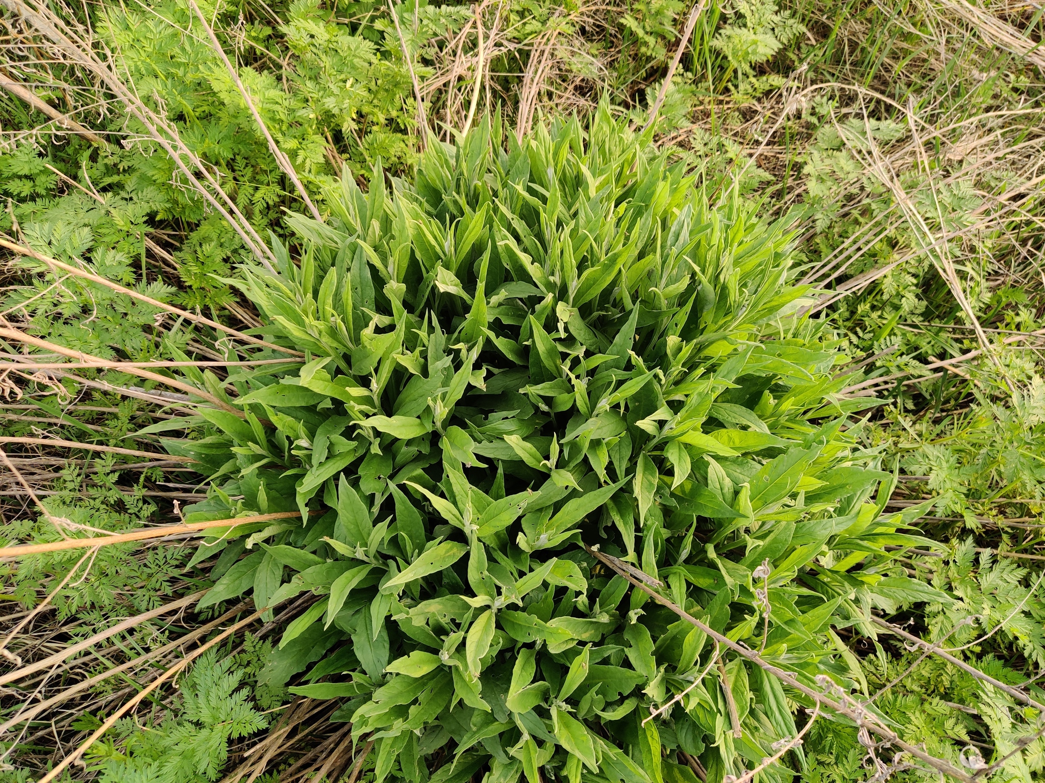 Saussurea
