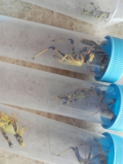 Schistocerca gregaria