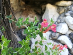 Scutellaria suffrutescens