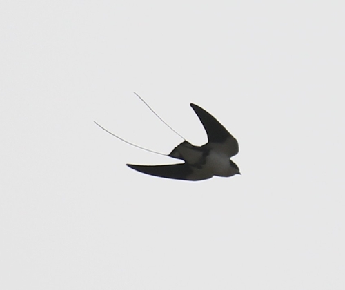 Wire-tailed Swallow