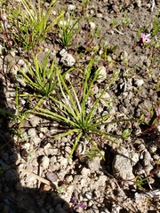 Isoetes orcuttii