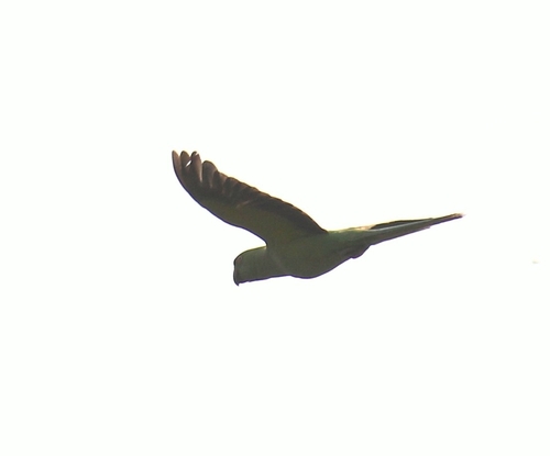 Rose-ringed Parakeet