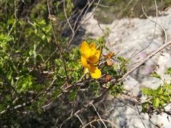 Chamaecrista greggii