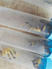 Schistocerca gregaria