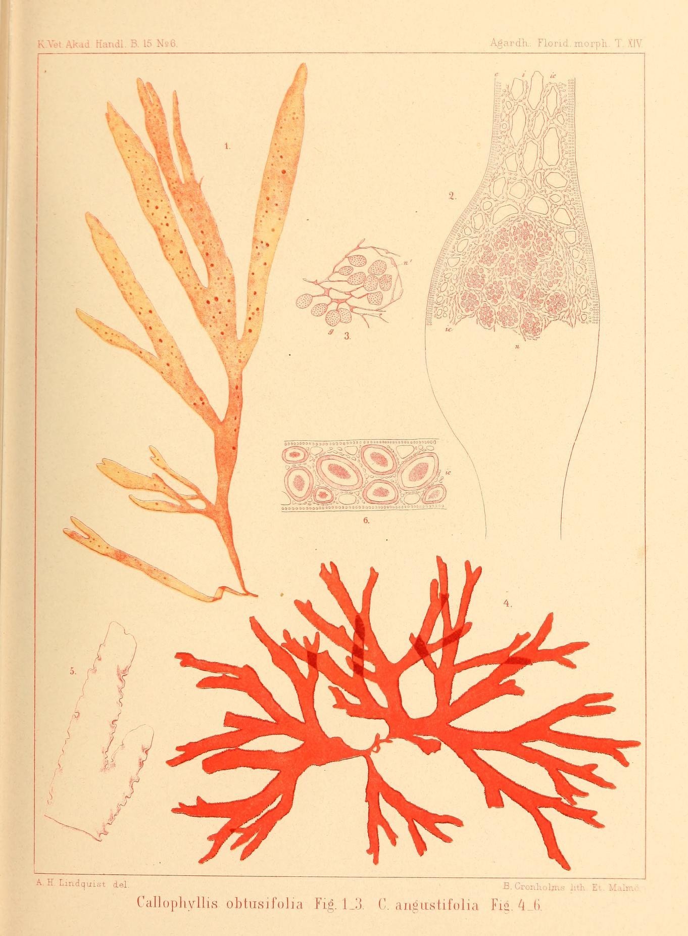 Callophyllis obtusifolia