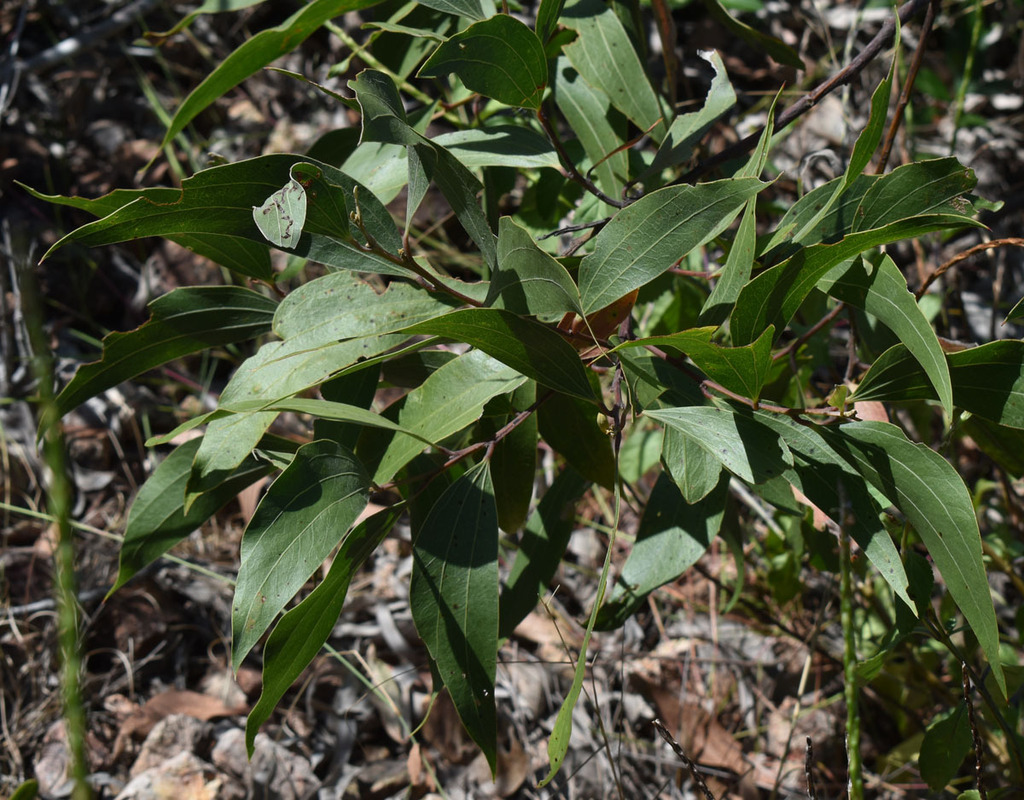 Red Wattle from Toomulla QLD 4816, Australia on April 24, 2024 at 01:00 ...