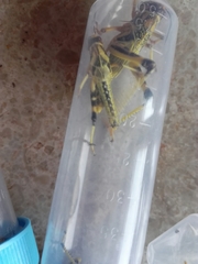 Schistocerca gregaria