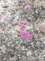 Chorizanthe douglasii