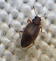 Corticarina similata