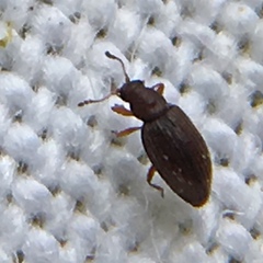 Corticarina similata