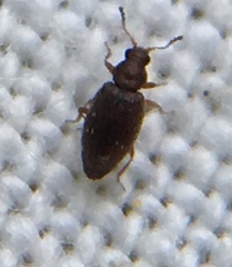 Corticarina similata