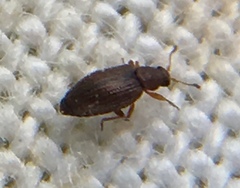 Corticarina similata