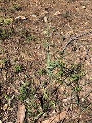 Fritillaria micrantha
