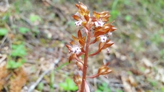 Corallorhiza maculata occidentalis