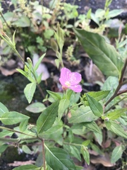 Oenothera rosea