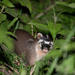 Ferret Badgers - Photo (c) Dmitry Ivanov, some rights reserved (CC BY-NC), uploaded by Dmitry Ivanov