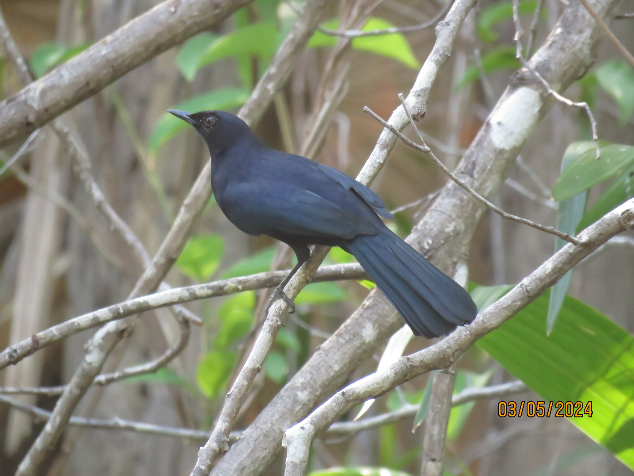 Black Catbird (Melanoptila glabrirostris)