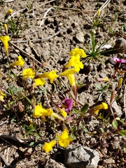 Erythranthe pulsiferae