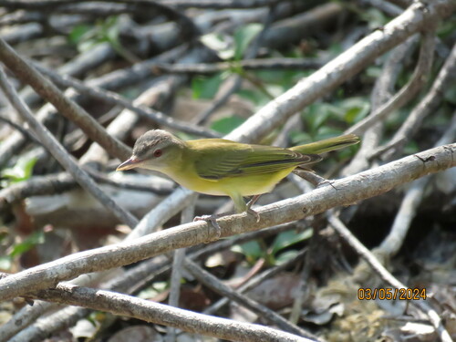 Geelgroene vireo (Vireo flavoviridis)