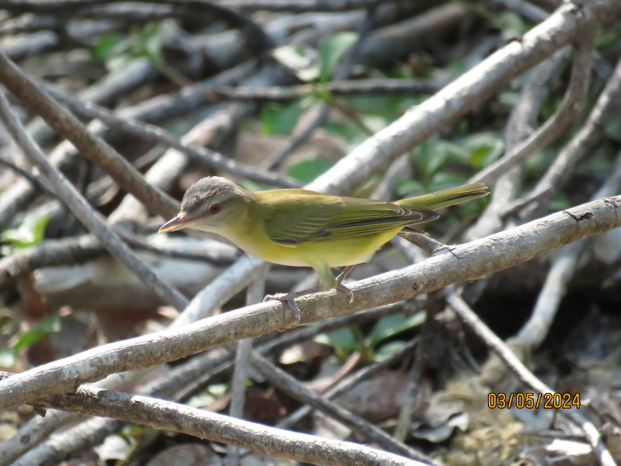 Yellow-green Vireo illustration
