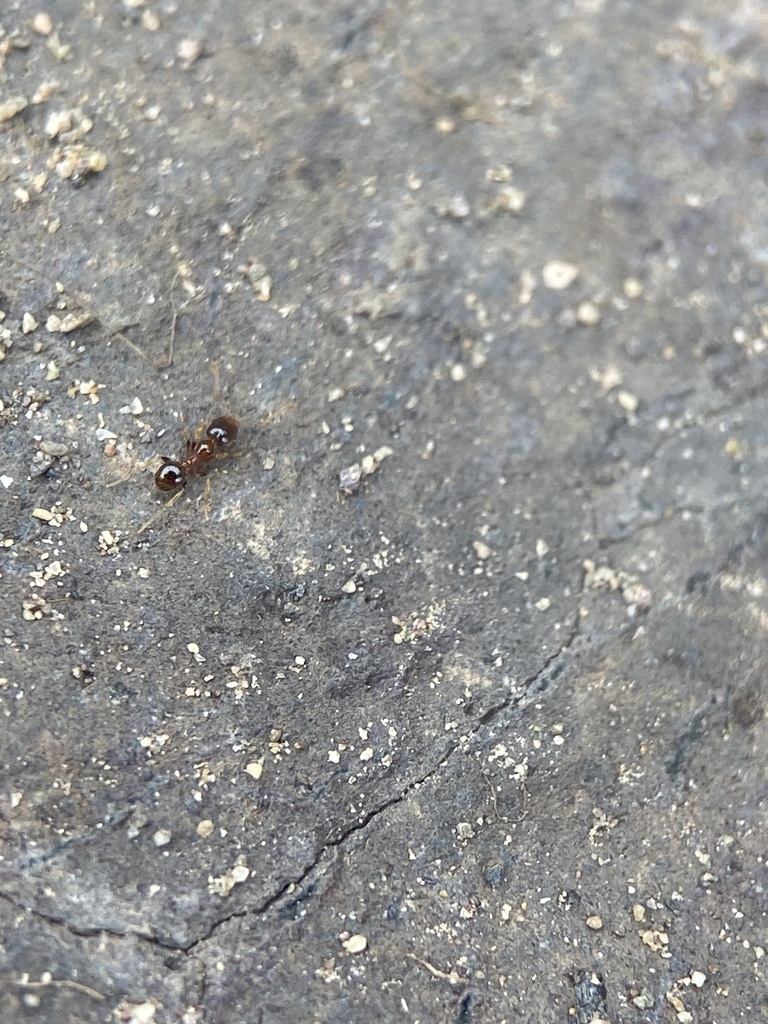 California Big-headed Ant