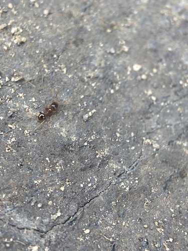 California Big-headed Ant