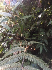 Cyathea bipinnatifida