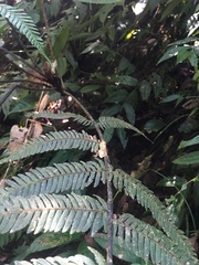 Cyathea bipinnatifida