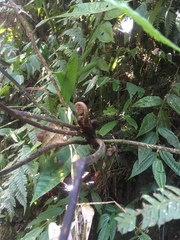 Cyathea bipinnatifida